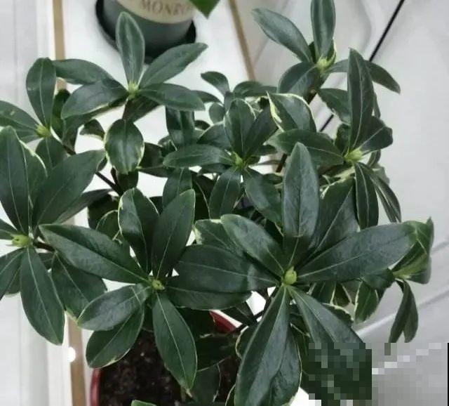 下个月开始，这10种花不能剪，剪了没花看，白养大半年！