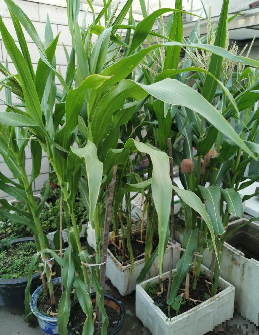 玉米地瓜，放久了自动变成盆栽，太好活了吧？