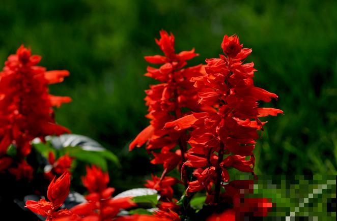 20种秋天开花的植物,外出看到,记得拍照欣赏! 20种秋天开花的植物,外出看到,记得拍照欣赏!