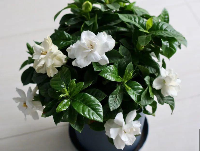 下个月开始，这10种花不能剪，剪了没花看，白养大半年！