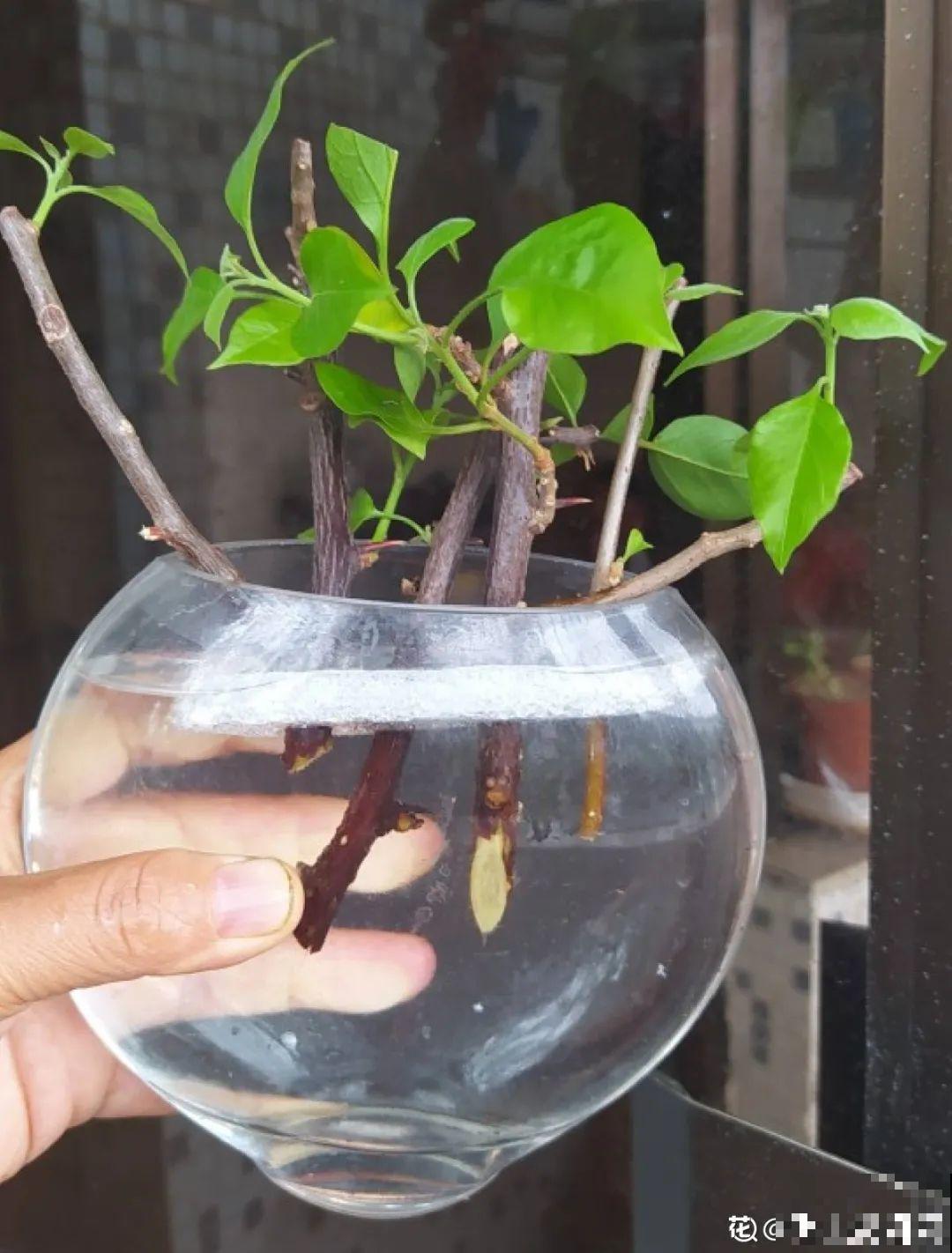 你扔的花,我捡回家,半个月起死回生! 你扔的花,我捡回家,半个月起死回生!