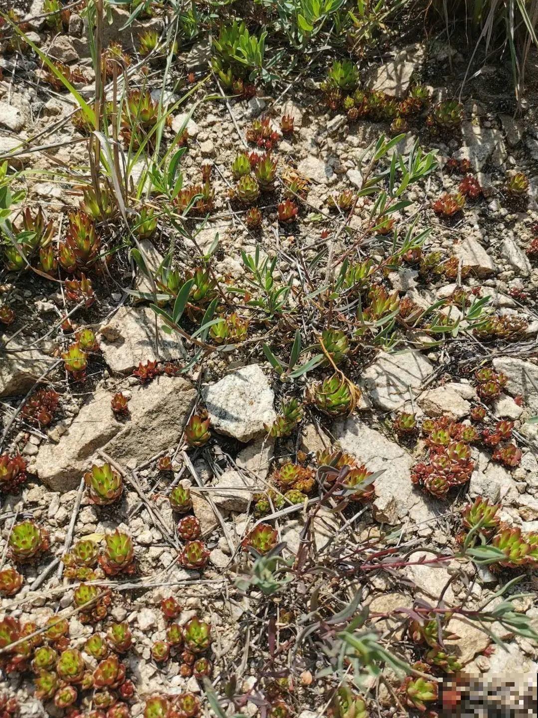 别花钱买了,这花野生一大堆,挖还是不挖? 别花钱买了,这花野生一大堆,挖还是不挖?
