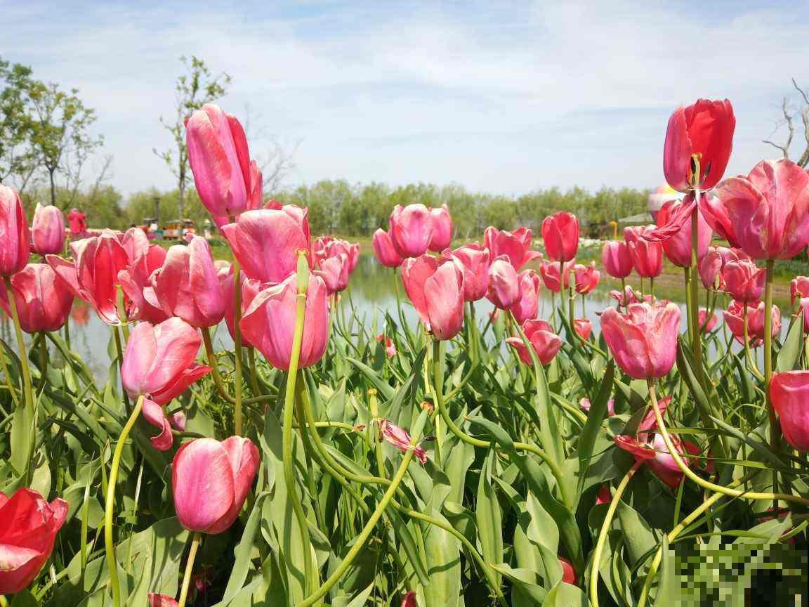 常见的8种花,竟然是国花,长见识了! 常见的8种花,竟然是国花,长见识了!