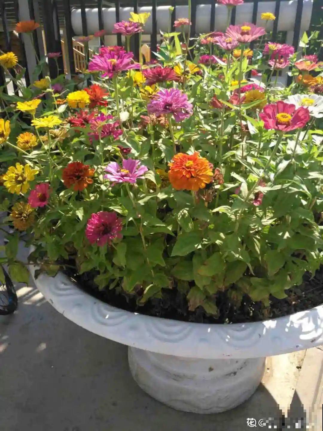 一次性的花，秋天开完就扔了，别浪费时间！