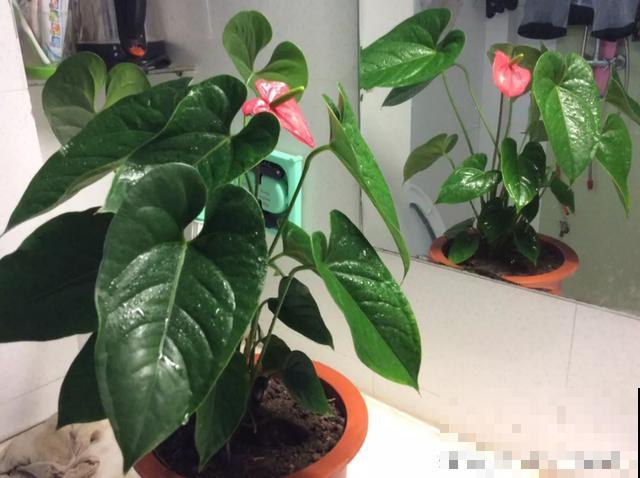 8种花换盆,换好了生一堆,换错立马死! 8种花换盆,换好了生一堆,换错立马死!