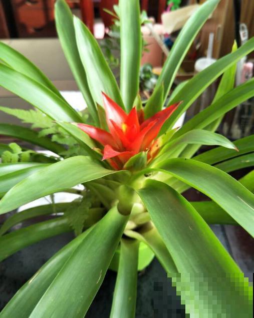 花市这种花是一次性的,开完花就死,可以扔掉了! 花市这种花是一次性的,开完花就死,可以扔掉了!