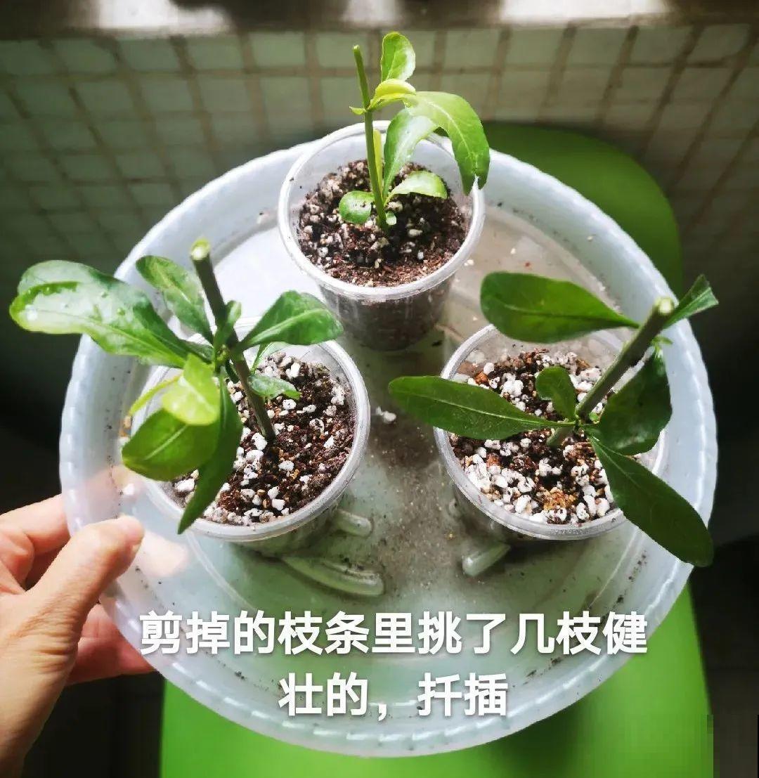 夏天的耐晒开花机器，越热开花越多，家里有一棵就够了！