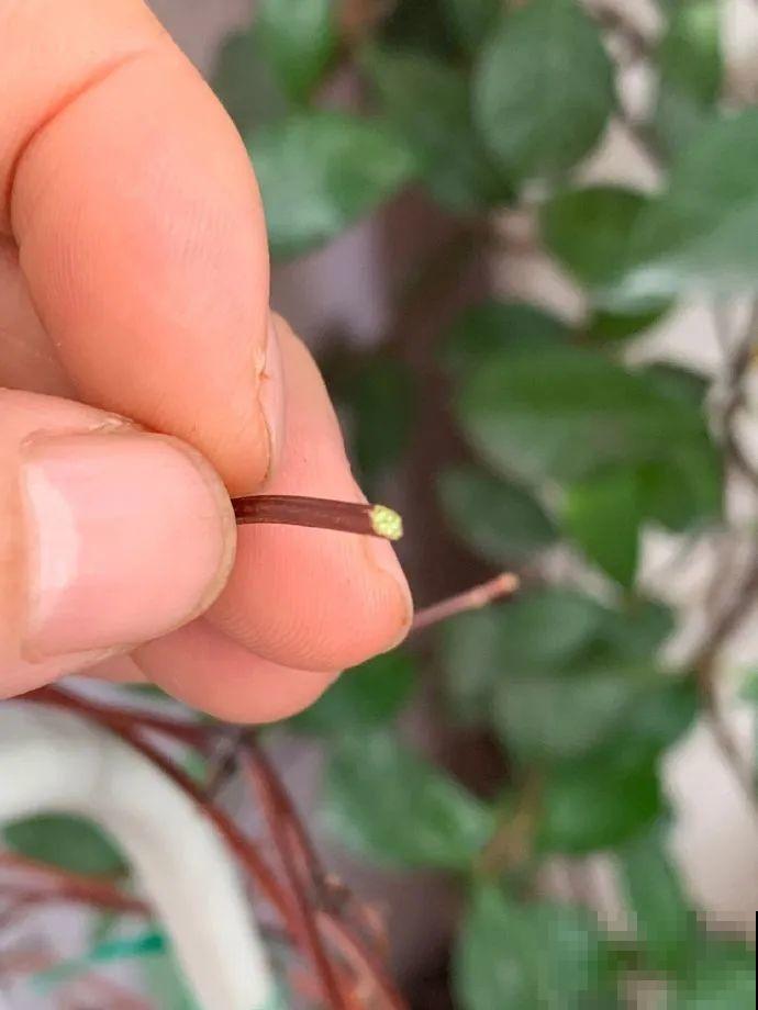 扦插有啥难？1根吸管，插活6盆花，太简单了！