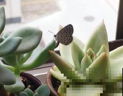 遇到玄灰蝶要小心,赶快防护,泛滥之后让你哭! 遇到玄灰蝶要小心,赶快防护,泛滥之后让你哭!