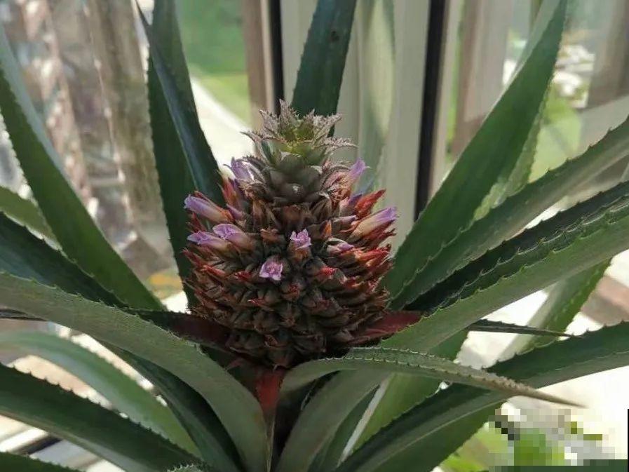 西红柿、玉米……埋土里，7天长成小森林，结出果子一大筐！