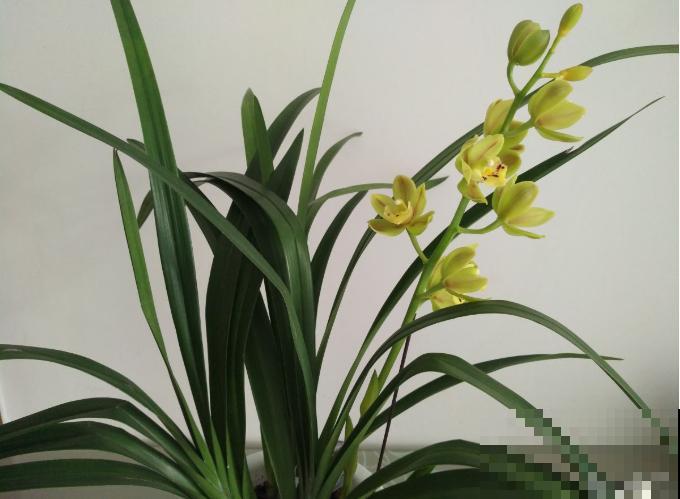 兰花入手的最佳时期，选这6个品种，便宜好活开花勤！