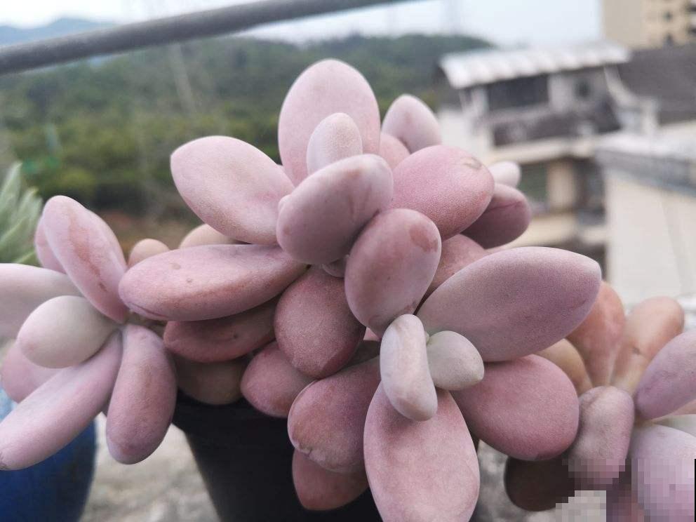 秋天养桃蛋,多晒太阳少浇水,长成胖乎乎的肉墩子 秋天养桃蛋,多晒太阳少浇水,长成胖乎乎的肉墩子