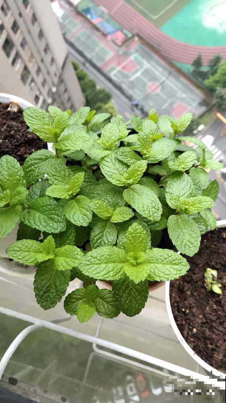 夏天养香草，摘下叶子能泡茶，还能清热解毒！