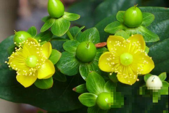 秋天的院子,养点喜欢的花,乐得自在 秋天的院子,养点喜欢的花,乐得自在