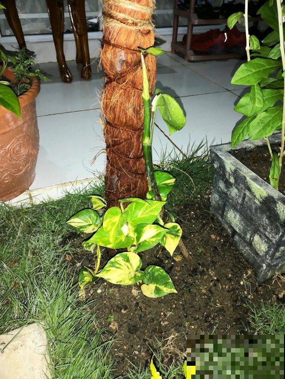 绿萝养久了,居然变成了龟背竹,还开背了? 绿萝养久了,居然变成了龟背竹,还开背了?