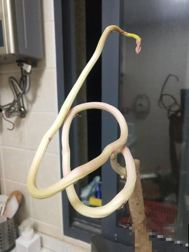 山药切一段，塞土里浇透水，七天长成小森林