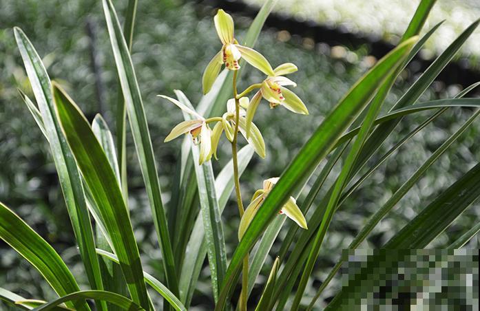 这些花都有一个共同的品种名,买花时,不要搞混了! 这些花都有一个共同的品种名,买花时,不要搞混了!