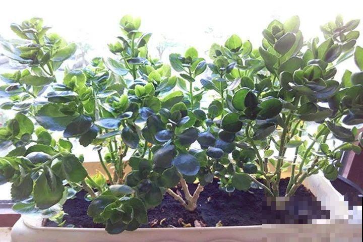 三伏已过，这花可以处理了，晚了错过开花！