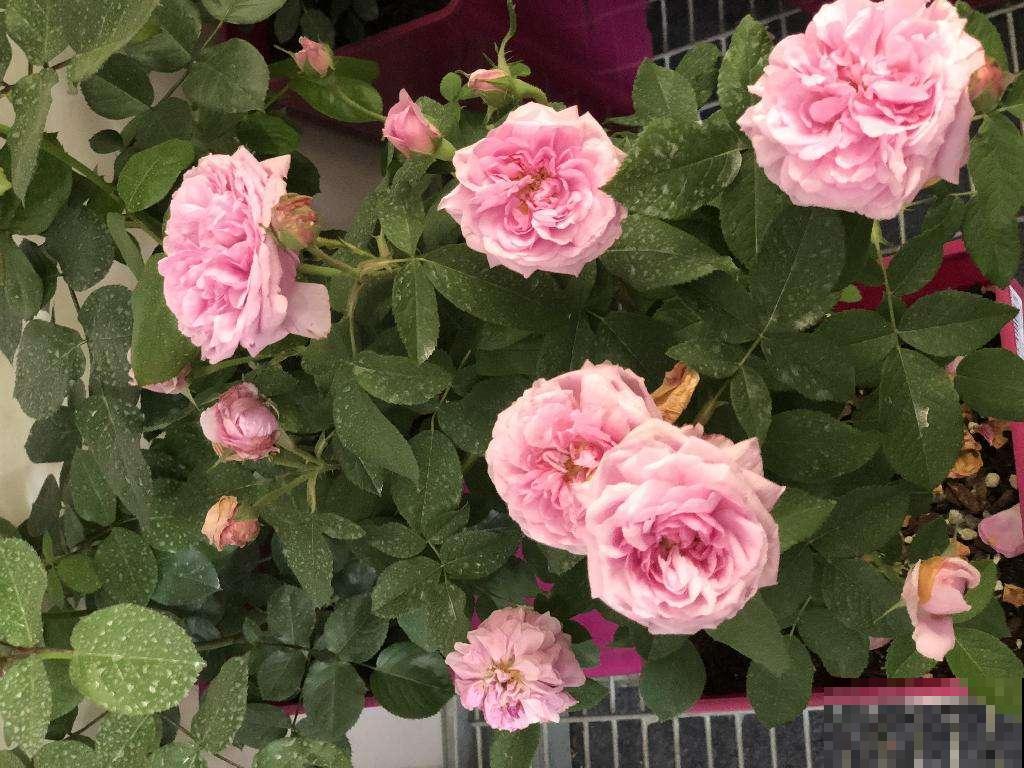 月季到了秋天开始“欢腾”,要抓好施时机,花苞才能砰砰冒不停 月季到了秋天开始“欢腾”,要抓好施时机,花苞才能砰砰冒不停