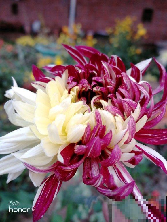 这些花都有一个共同的品种名,买花时,不要搞混了! 这些花都有一个共同的品种名,买花时,不要搞混了!