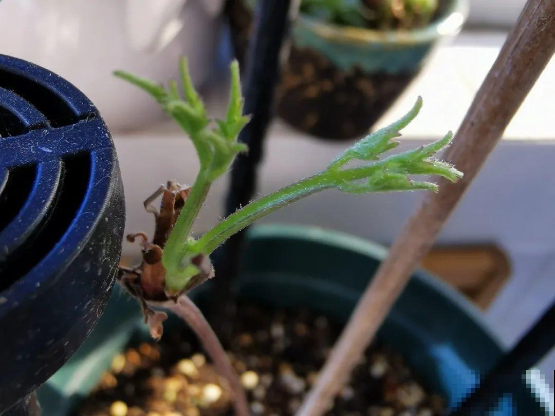 长寿花睡了一个夏天，终于要睡醒了，抓紧修剪才能继续旺长