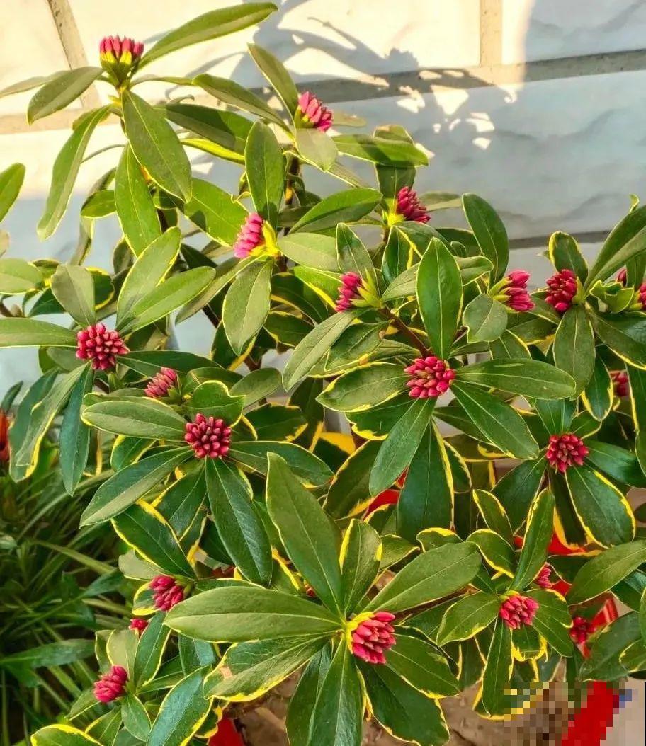 秋老虎来了，9种花进入“死期”，切莫大意！