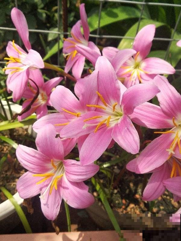 路边的小草花，挖回家种1盆，半年爆出10盆