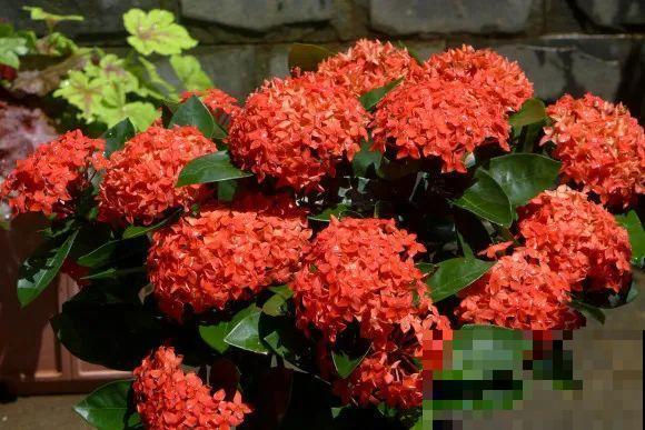 秋天的院子,养点喜欢的花,乐得自在 秋天的院子,养点喜欢的花,乐得自在