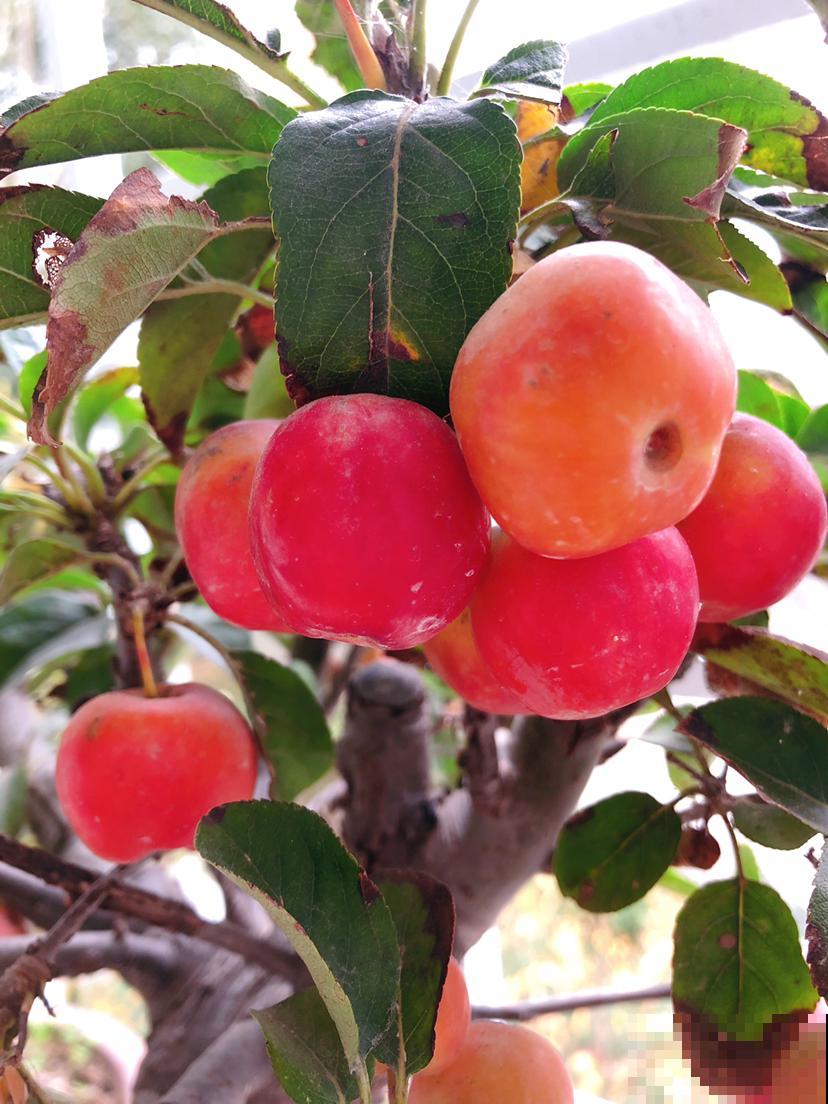 花盆里长出大苹果，原来种的矮化品种，果子多得吃不完
