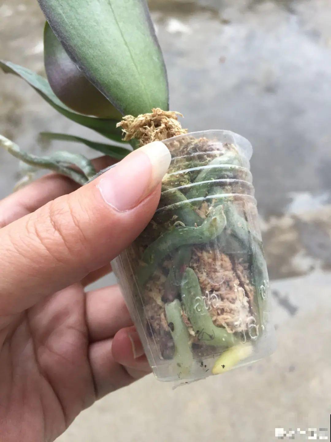 大家都爱养的花，其实只能秋天种，错过季节养不活！