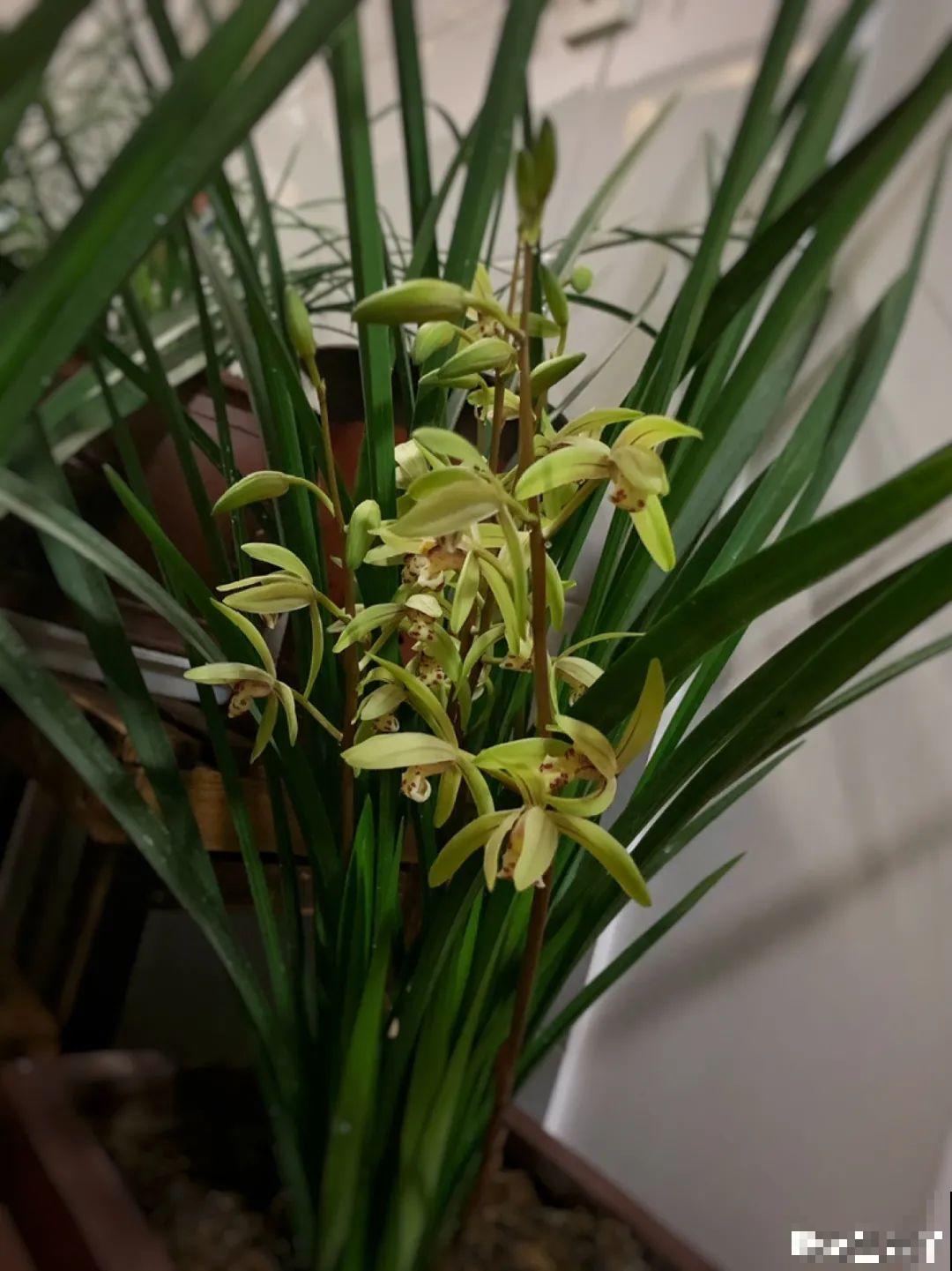 9月后就养这些花,比绿萝好养,疯狂开花到明年! 9月后就养这些花,比绿萝好养,疯狂开花到明年!