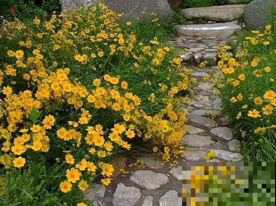 养花人都有个田园梦:一处小院,繁花盛开! 养花人都有个田园梦:一处小院,繁花盛开!