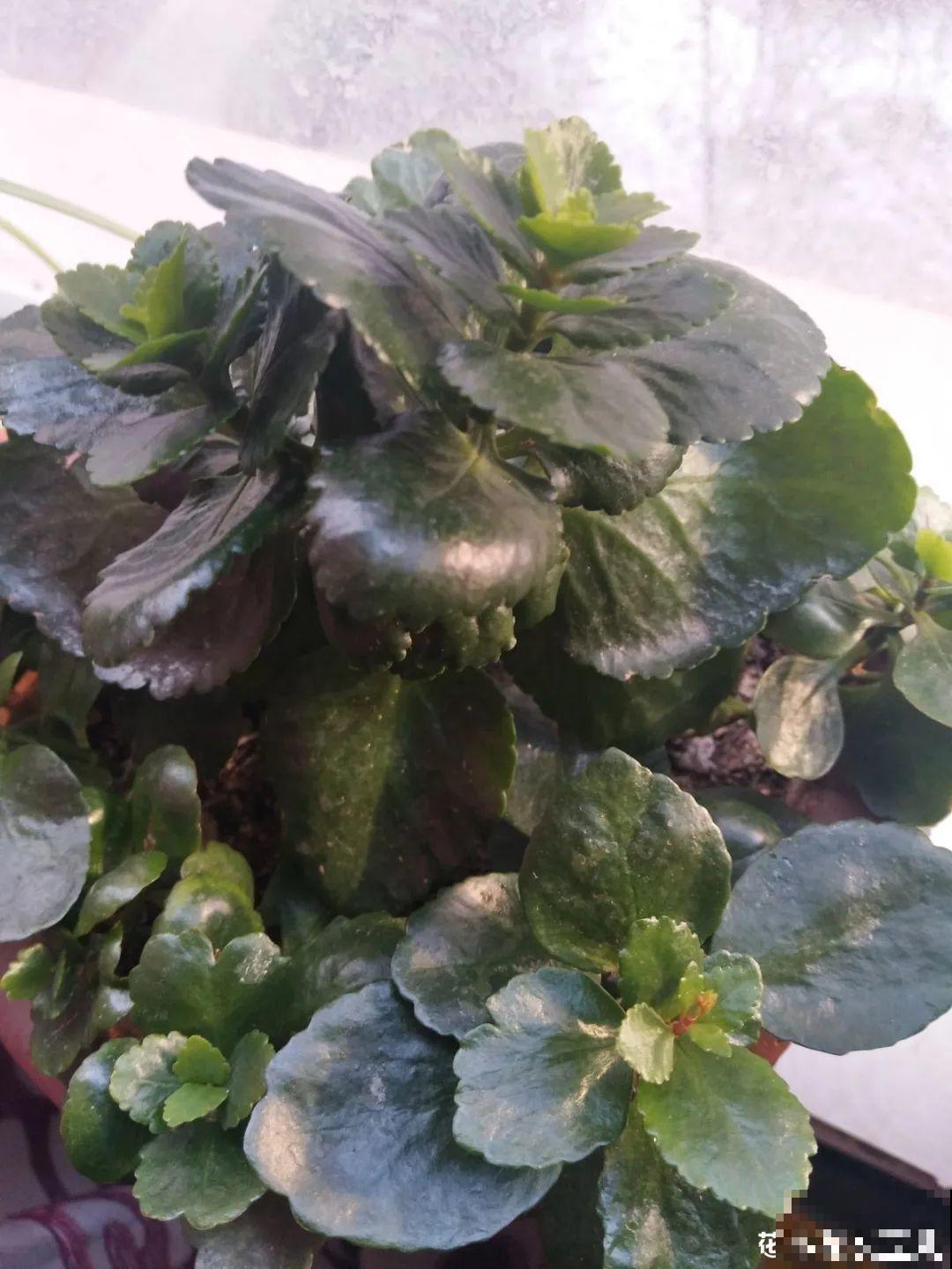 下个月开始，这10种花不能剪，剪了没花看，白养大半年！