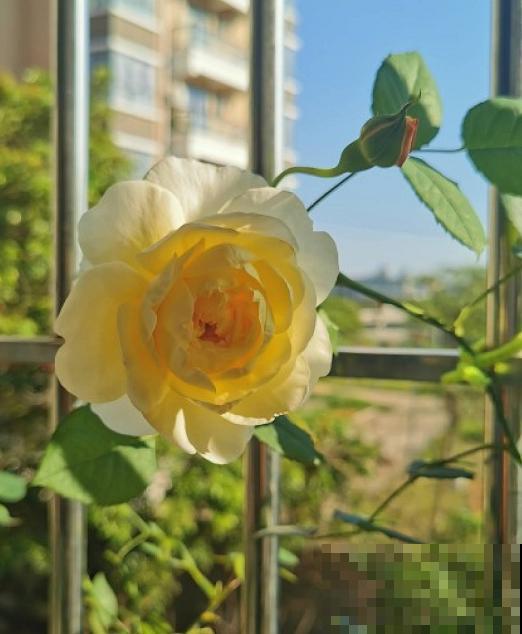 10种月季枝条太软，大家都说垂头，结果吊起来养超惊艳！