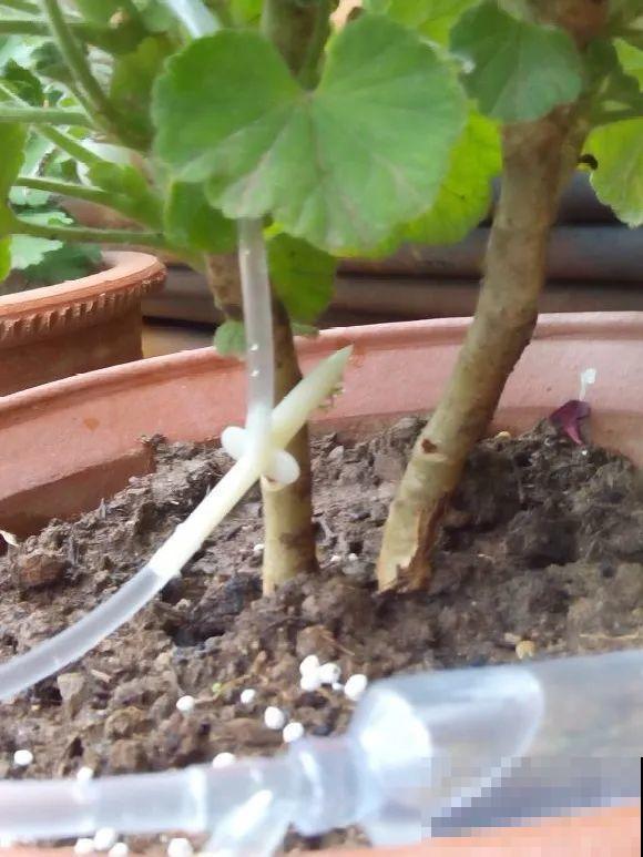 出门前，DIY个浇水神器，花就不会渴死了！