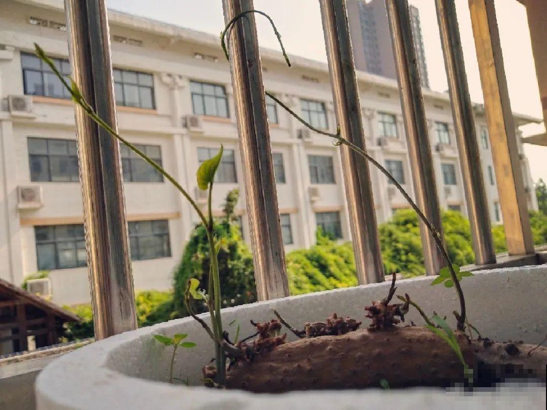 玉米地瓜，放久了自动变成盆栽，太好活了吧？