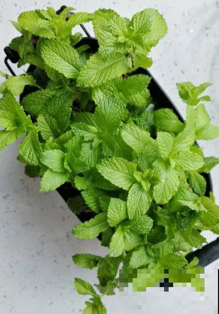 这4种花就是大水缸，越浇水越疯长，一缺水就枯了！