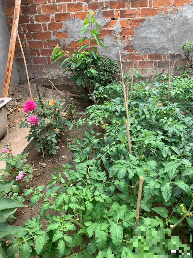 生活在于折腾,养花就是无休止的折腾,并且乐此不疲! 生活在于折腾,养花就是无休止的折腾,并且乐此不疲!