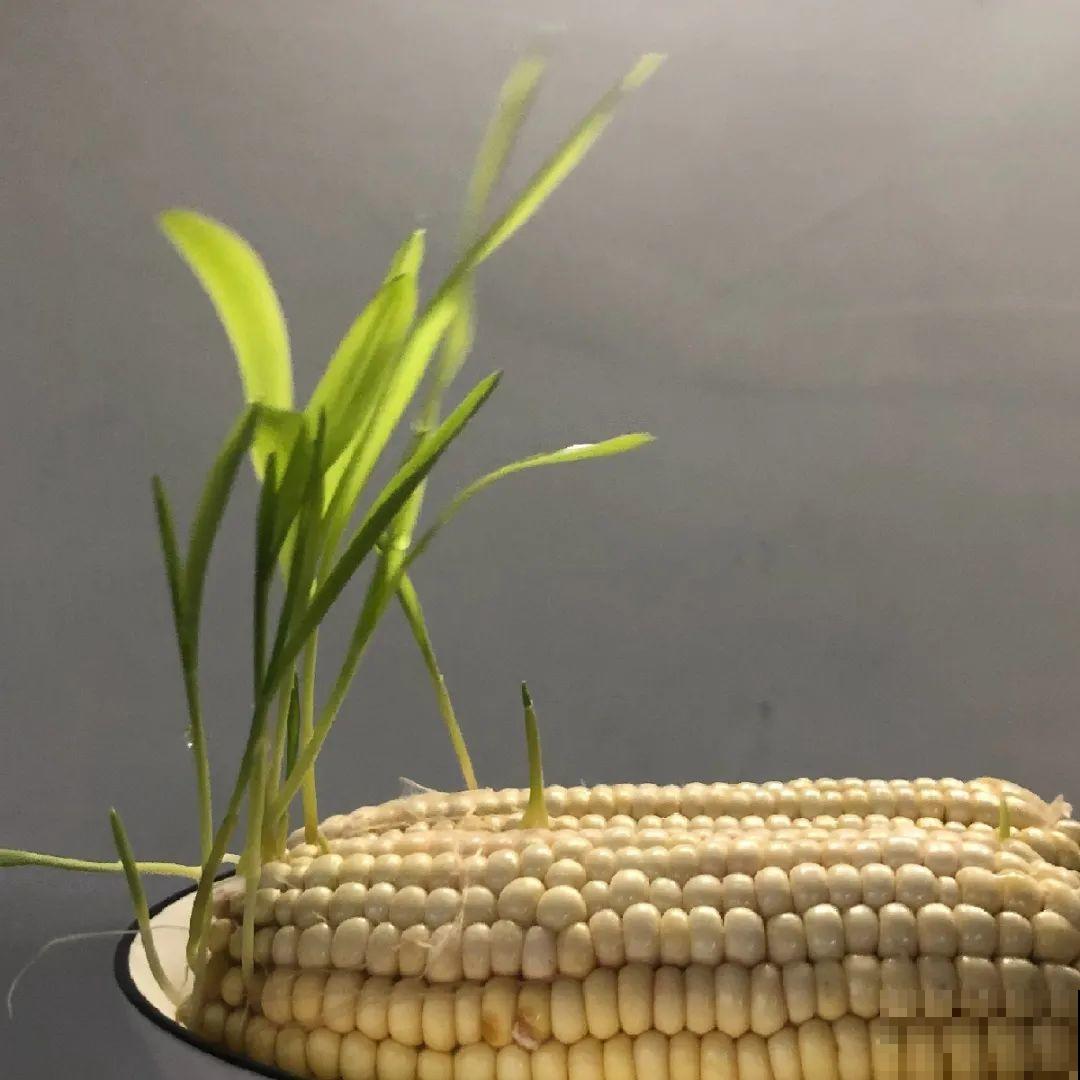 玉米地瓜，放久了自动变成盆栽，太好活了吧？