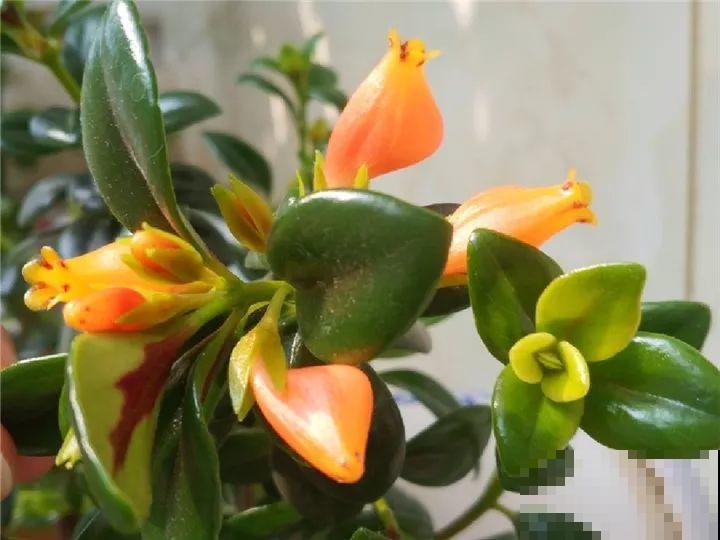 特俊的金鱼吊兰，金灿灿的，花朵一开就是一年！