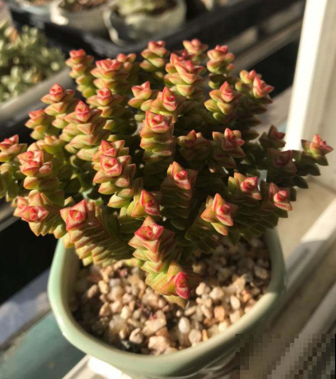 封闭小阳台，适合养这8种多肉，上色快、爆盆容易！