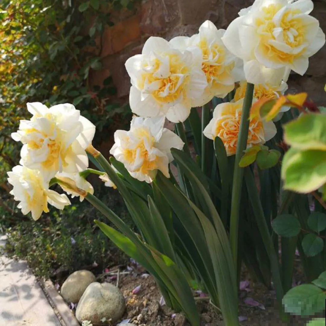 看图猜花名，100道题，测你的养花天分！