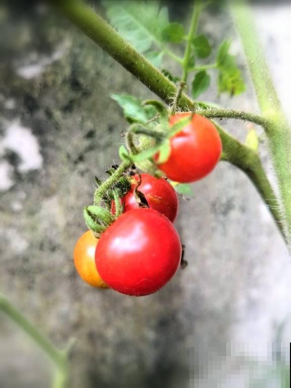 圣女果还用买？在家养一盆，吃都吃不完！
