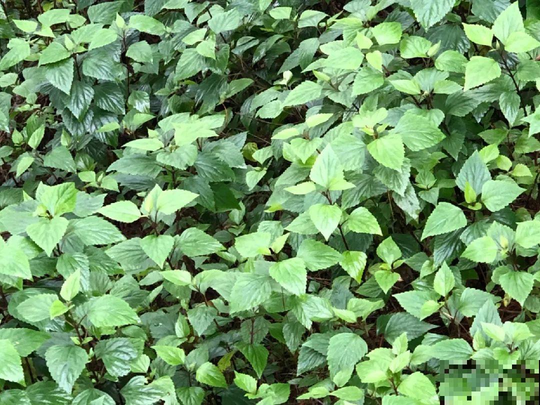 38种入侵植物,全村出来挖,挖完又长一大片 38种入侵植物,全村出来挖,挖完又长一大片