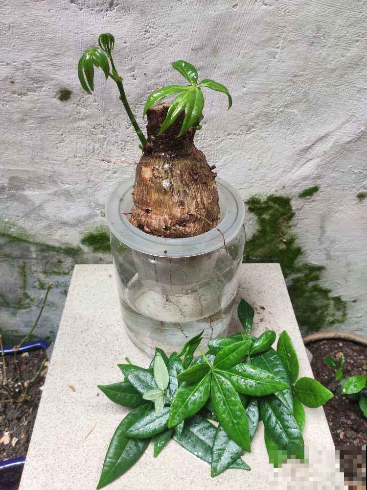 水里丢两块木炭，水培花不烂根，还能净化水质