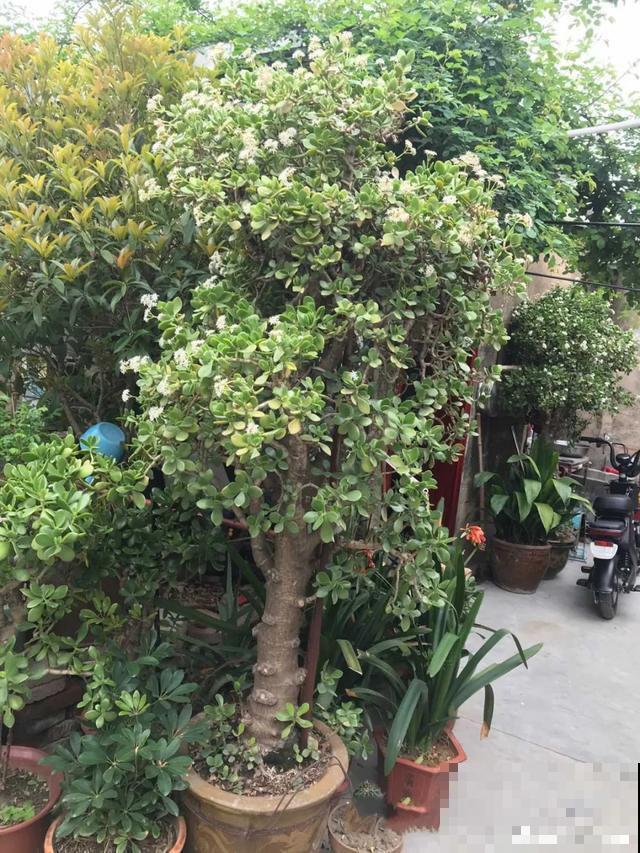 寿命最长的花，10岁养到100岁，够你养一辈子！