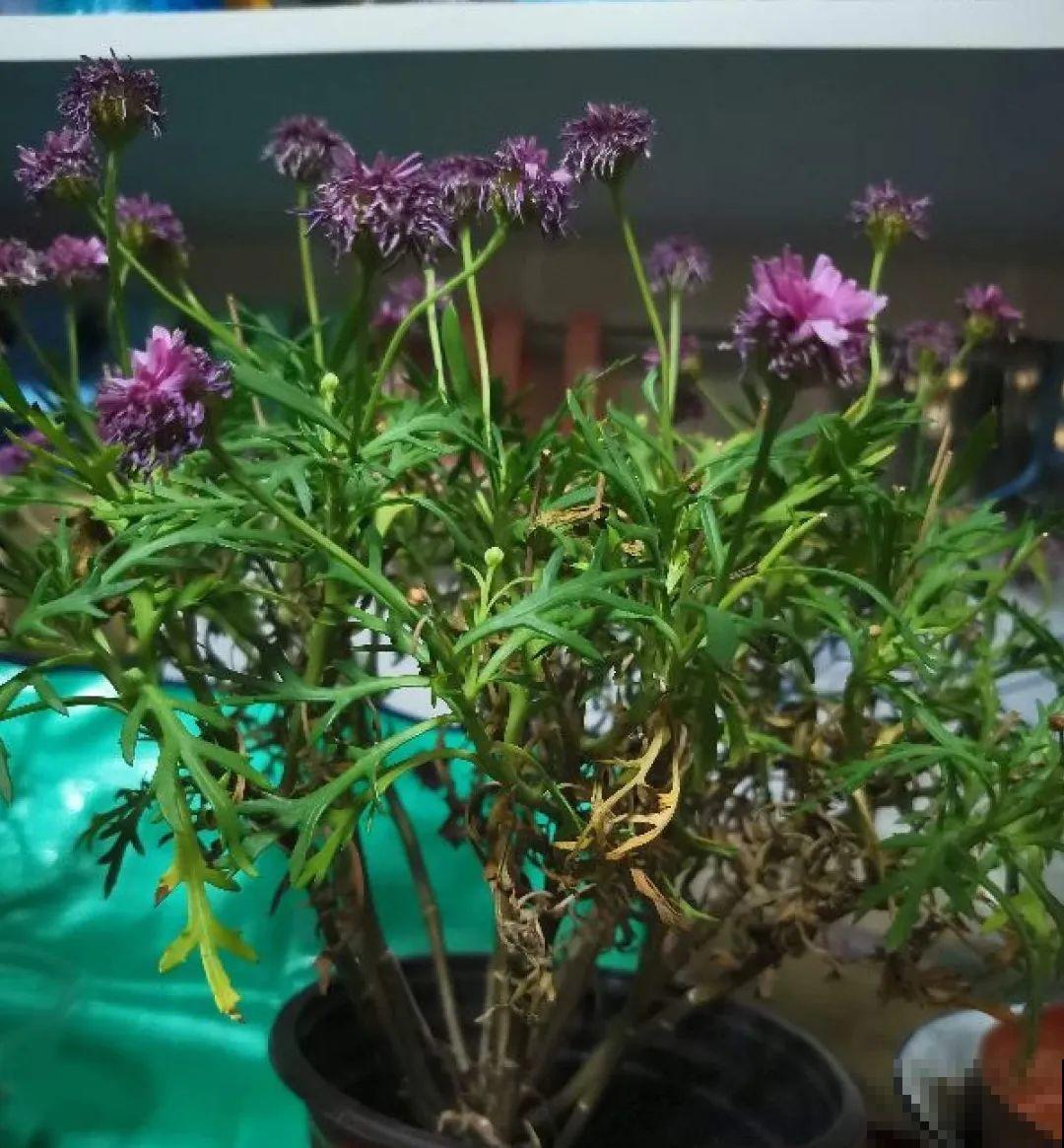 8种花,养小不养老,越老开花越少! 8种花,养小不养老,越老开花越少!