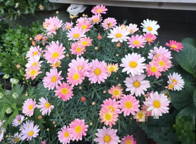 真相:花总烂根的罪魁祸首,就是这玩意! 真相:花总烂根的罪魁祸首,就是这玩意!