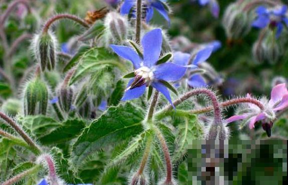 代表勇气的琉璃苣,梦幻不失好看,还特好养活! 代表勇气的琉璃苣,梦幻不失好看,还特好养活!