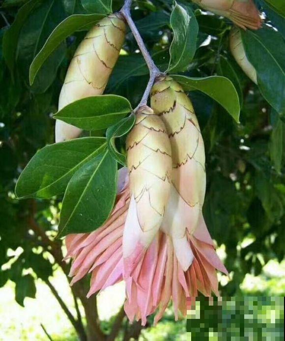 16种奇花异草,随便挑一个,你都没见过! 16种奇花异草,随便挑一个,你都没见过!